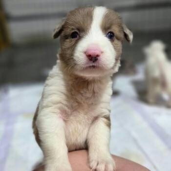 Ginger -  Australian Shepherd and Mixed Breed Dog for Adoption in Olathe, Kansas - Ginger | PetCurious