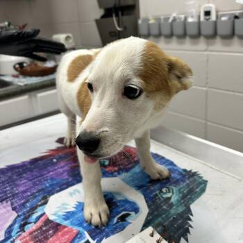 Shortstack -  Mixed Breed Dog for Adoption in Huntsville, Alabama - Shortstack | PetCurious