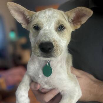 Samoa -  Mixed Breed Dog for Adoption in Buffalo, Minnesota - Samoa | PetCurious