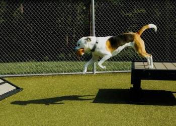 Dewy -  Pit Bull Terrier and Siberian Husky Dog for Adoption in Fishers, Indiana - Dewy | PetCurious