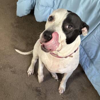 Queen Reign -  Pit Bull Terrier Dog for Adoption in Philadelphia, Pennsylvania - Queen Reign | PetCurious
