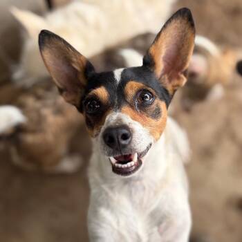 Snarf -  Jack Russell Terrier Dog for Adoption in Chico, California - Snarf | PetCurious