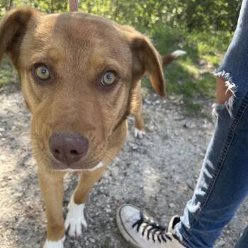 Mixed Breed Dogs Available for Adoption in Saint Charles, Missouri - Rhonda | PetCurious
