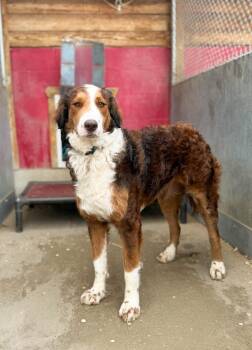 Australian Cattle Dog Blue Heeler and Poodle Dogs Available for Adoption - Cleopatra | PetCurious