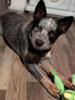 Winston -  Australian Cattle Dog Blue Heeler Dog for Adoption in Bloomingdale, Georgia - Winston | PetCurious