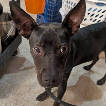 APOLLO**Fka Top Hat -  Mixed Breed Dog for Adoption in Leander, Texas - APOLLO**Fka Top Hat | PetCurious