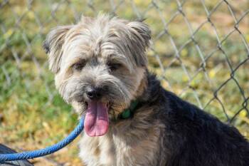 Clyde -  Yorkie Poo and Miniature Poodle Dog for Adoption in Shorewood, Illinois - Clyde | PetCurious