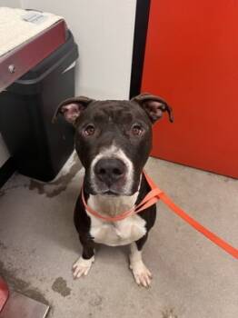 Rescue Mixed Breed Dogs for Adoption in West Chester, Pennsylvania - Stitch FKA Bud | PetCurious