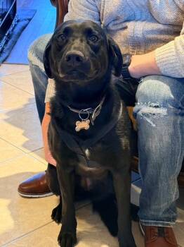 Black Labrador Retriever Dogs Available for Adoption - Bella | PetCurious