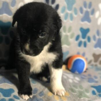 Border Collie and Australian Shepherd Dogs Available for Adoption - Loki | PetCurious