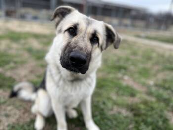 German Shepherd Dog and Labrador Retriever Dogs Available for Adoption in Watertown, Connecticut - Cletus  | PetCurious