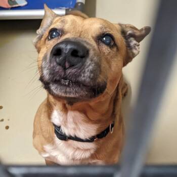 Shepherd Dogs Available for Adoption - Rebel | PetCurious