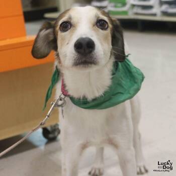 Hound and Shepherd Dogs Available for Adoption - Lauren | PetCurious