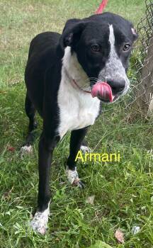 Rescue Mixed Breed Dogs for Adoption in Columbia, Louisiana - Armani | PetCurious
