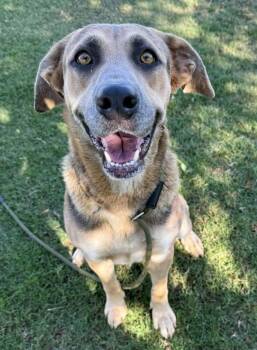 Rescue Shepherd Dogs for Adoption in Tulare, California - Autumn | PetCurious
