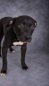 BRAD -  Hound and Mixed Breed Dog for Adoption in Winter Haven, Florida - BRAD | PetCurious