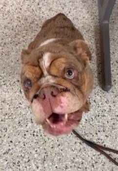 English Bulldog and Boston Terrier Dogs Available for Adoption in Minneapolis, Minnesota - Bernice | PetCurious