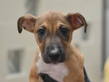 Petal -  Pit Bull Terrier Dog for Adoption in Portland, Oregon - Petal | PetCurious