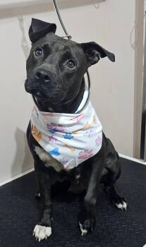 Rescue American Staffordshire Terrier Dogs for Adoption in Coldwater, Michigan - Keys | PetCurious