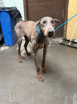 PATRIOT -  Doberman Pinscher Dog for Adoption in Stockton, California - PATRIOT | PetCurious