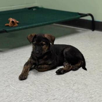 Grand Prix -  Shepherd and Mixed Breed Dog for Adoption in Binghamton, New York - Grand Prix | PetCurious