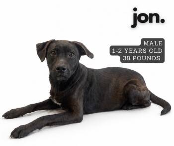 Mixed Breed Dogs Available for Adoption in Ashland, Kentucky - Jon | PetCurious