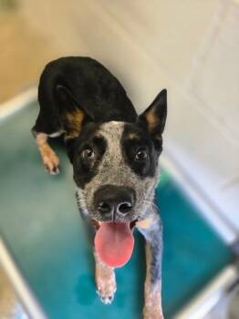 Max -  Cattle Dog Dog for Adoption in Morgantown, Kentucky - Max | PetCurious