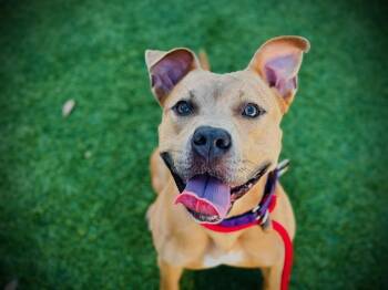 WHITNEY -  Pit Bull Terrier Dog for Adoption in Orlando, Florida - WHITNEY | PetCurious