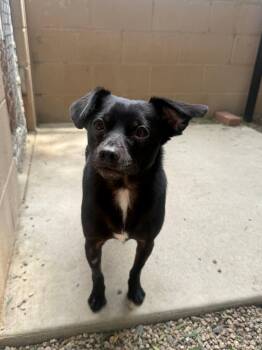 Chico -  Chihuahua and Spaniel Dog for Adoption in Laguna Beach, California - Chico | PetCurious