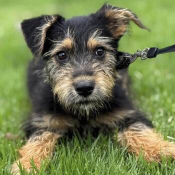 Yorkshire Terrier and Miniature Schnauzer Dogs Available for Adoption in New York, New York - CHEERIOS "A TINY BOWL OF JOY"  "The Cereal Litter" (OUT OF TOWN) | PetCurious