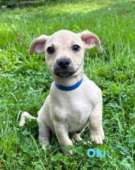 Oki -  Chihuahua Dog for Adoption in Byrdstown, Tennessee - Oki | PetCurious