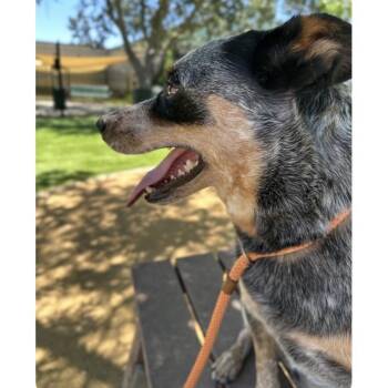 Pickles - ECAS -  Australian Cattle Dog Blue Heeler and Mixed Breed Dog for Adoption in Pleasanton, California - Pickles - ECAS | PetCurious
