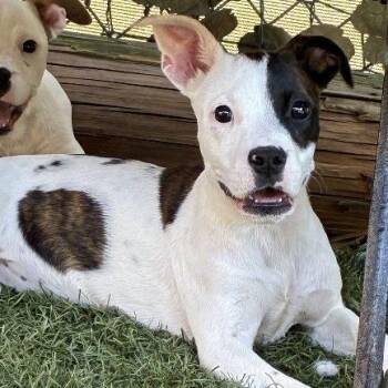 NY Lala Jul 18 (Kent Farmers Market Rain or Shine) -  Boxer and American Bulldog Dog for Adoption in Eastford, Connecticut - NY Lala Jul 18 (Kent Farmers Market Rain Or Shine) | PetCurious