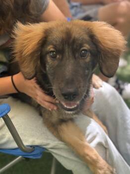 Ziggy -  Labrador Retriever and Shepherd Dog Available for Adoption in San Diego, California - Ziggy | PetCurious