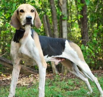 Walker -  Treeing Walker Coonhound Dog for Adoption in Manchester, Tennessee - Walker | PetCurious