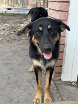 Rescue German Shepherd Dog Dogs for Adoption in San Antonio, Texas - NUBS | PetCurious