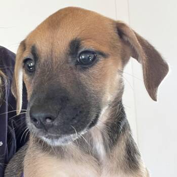 Juliet -  Cattle Dog and Mixed Breed Dog for Adoption in Phoenix, Maryland - Juliet | PetCurious