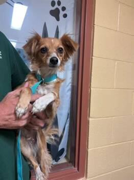 A1913848 -  Terrier and Mixed Breed Dog Available for Adoption in Blythe, California - A1913848 | PetCurious