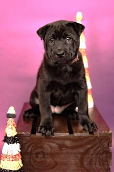 836-26 -  Chow Chow Dog for Adoption in Brighton, Colorado - 836-26 | PetCurious