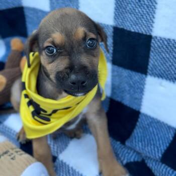 Rescue Vizsla Dogs for Adoption in Houston, Texas - Lurch | PetCurious