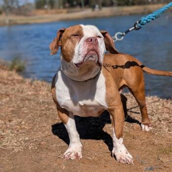 Mister 01-2854 -  Basset Hound and Staffordshire Bull Terrier Dog for Adoption in Covington, Georgia - Mister 01-2854 | PetCurious