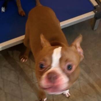 Cooper -  Miniature Pinscher and Boston Terrier Dog for Adoption in Normal, Illinois - Cooper | PetCurious