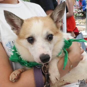 Barney -  Jack Russell Terrier Dog for Adoption in Washington, District Of Columbia - Barney | PetCurious