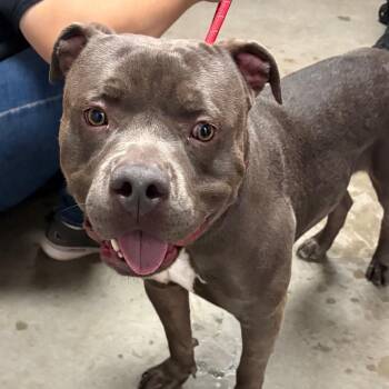 Skilo -  Pit Bull Terrier Dog for Adoption in Yuma, Arizona - Skilo | PetCurious