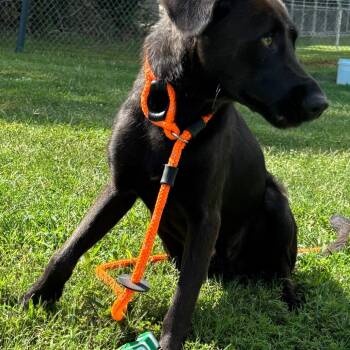 Max -  Husky and Mixed Breed Dog for Adoption in Roxboro, North Carolina - Max | PetCurious