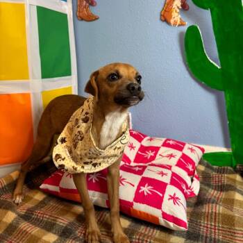 Crunchwrap Supreme -  Chihuahua Dog for Adoption in Fresno, California - Crunchwrap Supreme | PetCurious