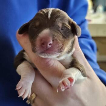 Beagle and Mixed Breed Dogs Available for Adoption - Potato | PetCurious