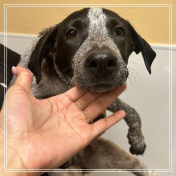 Ginger -  Australian Cattle Dog Blue Heeler and Mixed Breed Dog for Adoption in Midland, Texas - Ginger | PetCurious