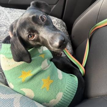 Black Labrador Retriever Dogs Available for Adoption - Sybil | PetCurious