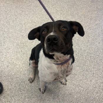 Atlas -  Mixed Breed Dog for Adoption in Manhattan, Kansas - Atlas | PetCurious